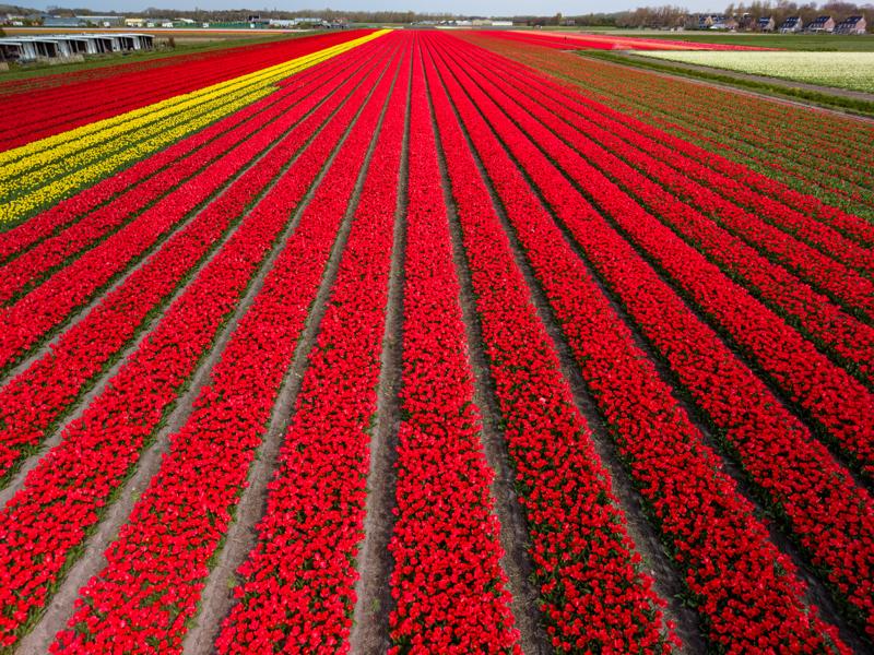 Flower fields around Lisse